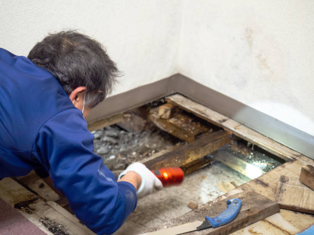 Best Mold Removal Company Near Me  in Elwood, UT