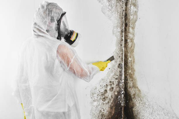 Best Home Mold Removal  in Elwood, UT