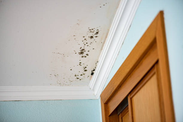Best Mold Remediation  in Elwood, UT