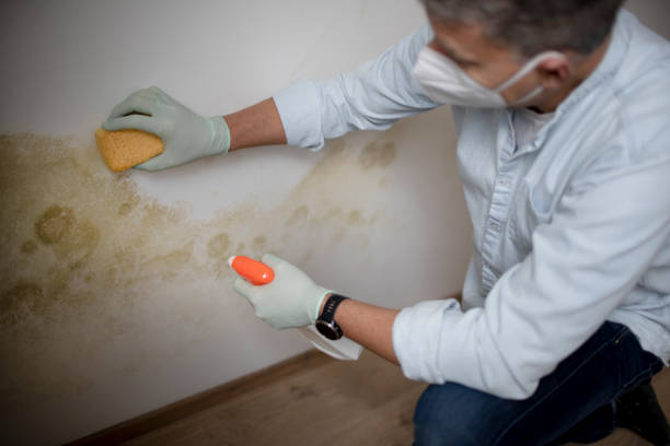Mold Removal and Inspection in Elwood, UT