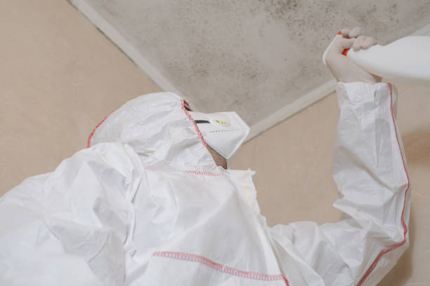Best Certified Mold Removal  in Elwood, UT