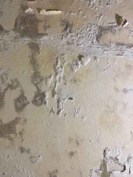 Best Mold Removal and Inspection  in Elwood, UT