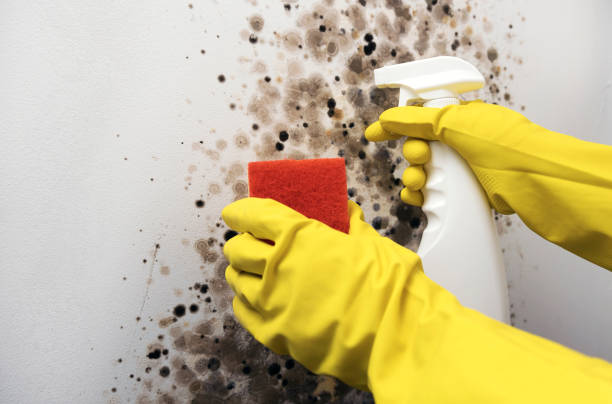 Best Best Mold Removal Companies  in Elwood, UT