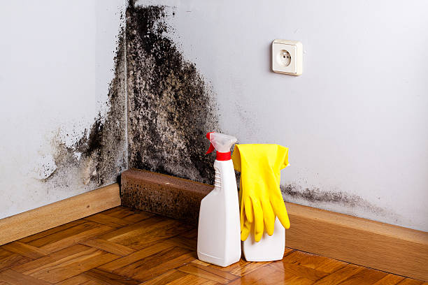 Best Mold Testing  in Elwood, UT