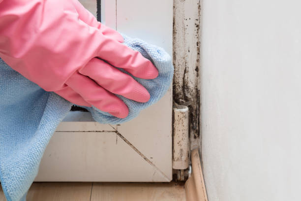 Mold Removal Process in Elwood, UT