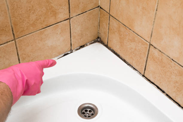 Best Same-Day Mold Removal  in Elwood, UT