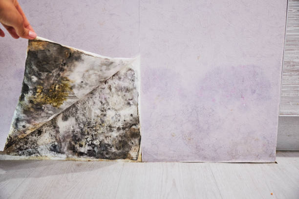 Best Black Mold Removal  in Elwood, UT
